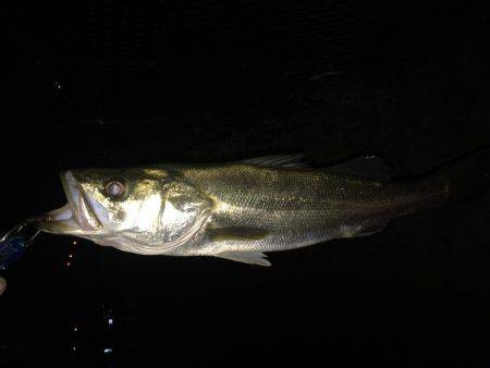 久々のリバーシーバス❗️