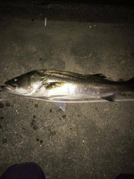 連日の淀川で❗️