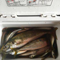 尺アジきたぁ〜