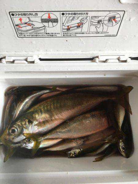 尺アジきたぁ〜