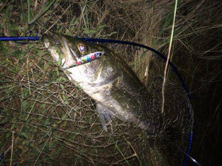 ランカーは遠い…