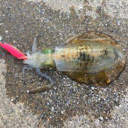 粘っての一杯♪