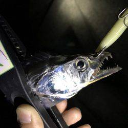 タチウオのちアジ…