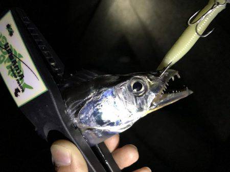 タチウオのちアジ…