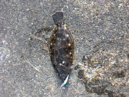 まさかのひらめ