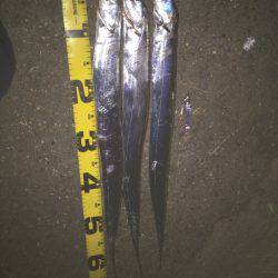 今季初のポイントに