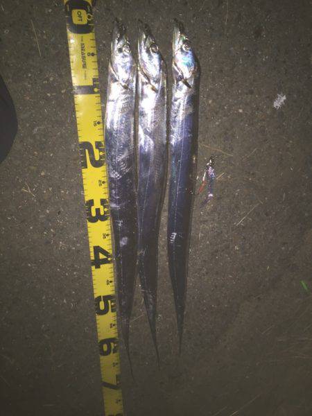 今季初のポイントに