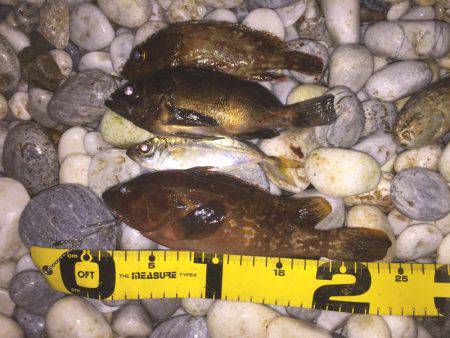 ライトゲーム調査