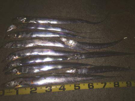 タチウオ上昇中