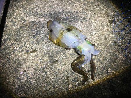 今シーズン初ヤエン