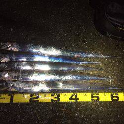 夜はシブいです