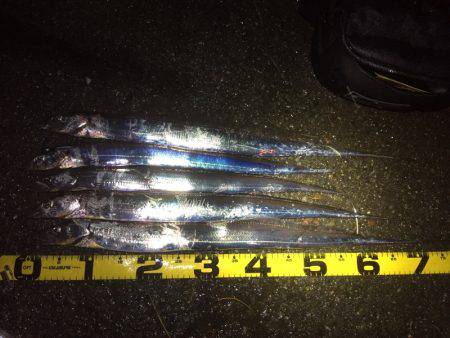 夜はシブいです