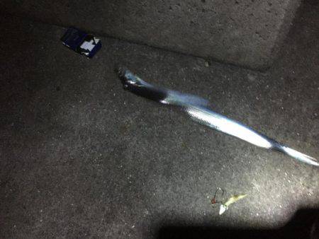 ようやく姫路でタチウオゲット！！