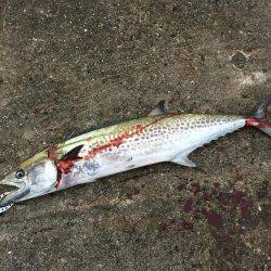 タチウオとサゴシを狙いに！