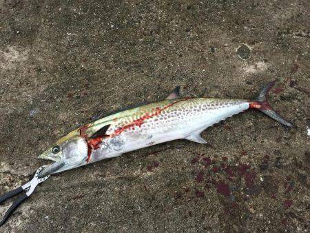 タチウオとサゴシを狙いに！