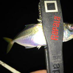 雨上がりのアジング