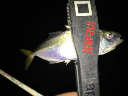 雨上がりのアジング