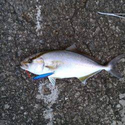 カンパチ＆タチウオ