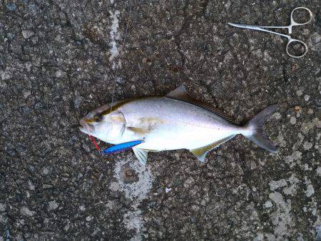 カンパチ＆タチウオ