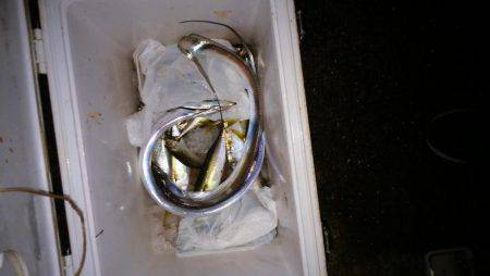 サビキでサバ、からの太刀魚