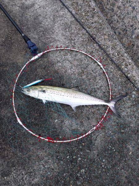 太刀魚不発もサゴシ捕獲