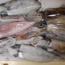 エギング好調！