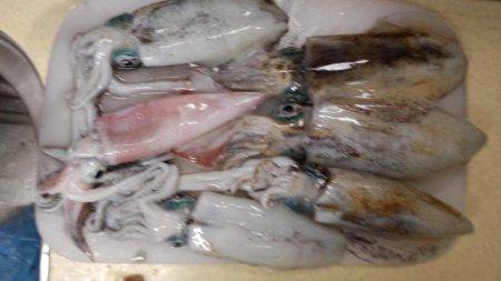 エギング好調！