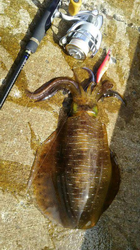 いいサイズ上がりました