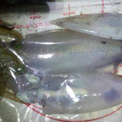 エギング苦しみました