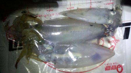 エギング苦しみました