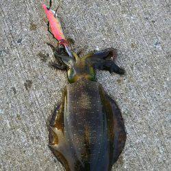 風強かったけど