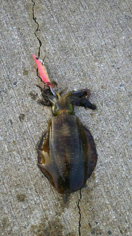 風強かったけど