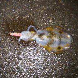 江尻アオリイカ