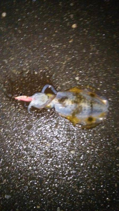 江尻アオリイカ