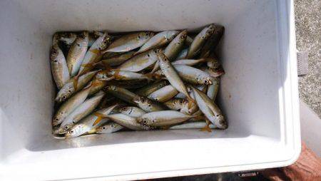 強風の中でサビキ