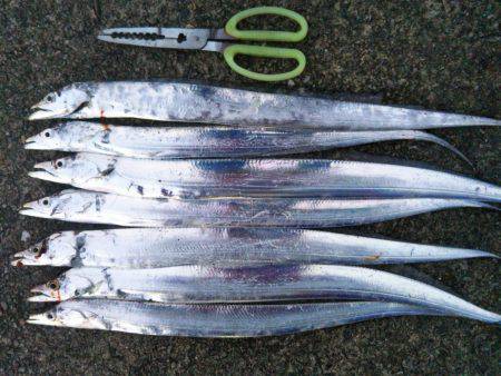 中浦緑地公園テンヤでタチウオ