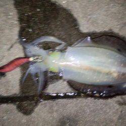 太刀魚がぁ～邪魔する