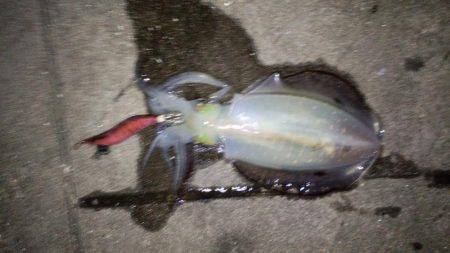 太刀魚がぁ～邪魔する