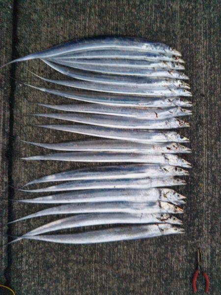 大潟岸壁テンヤでタチウオ