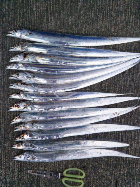 大潟岸壁テンヤでタチウオ