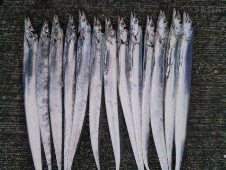 大潟岸壁テンヤでタチウオ