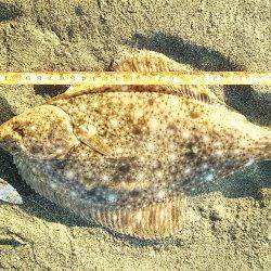 スピンテールでカレイ