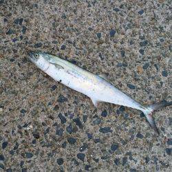 宮津サゴシ情報