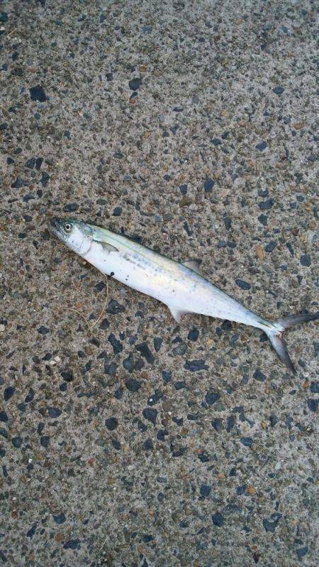 宮津サゴシ情報