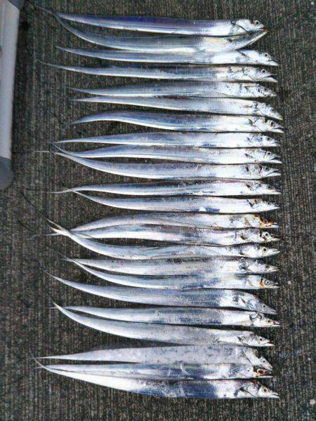 大潟岸壁テンヤでタチウオ