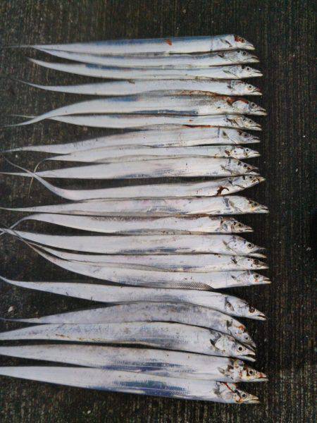 大潟岸壁テンヤでタチウオ