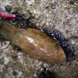 淡路島釣行苦戦しました。