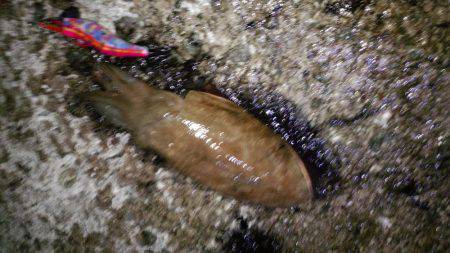 淡路島釣行苦戦しました。