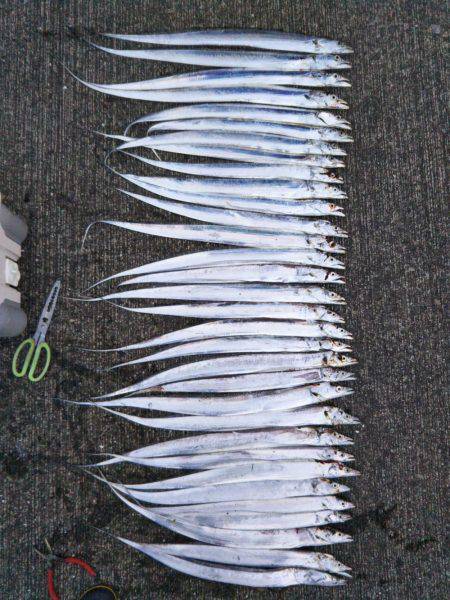 大潟岸壁テンヤでタチウオ