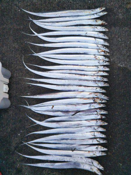 大潟岸壁テンヤでタチウオ